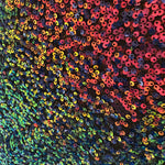 Multicolored sequin fabric with a close-up view